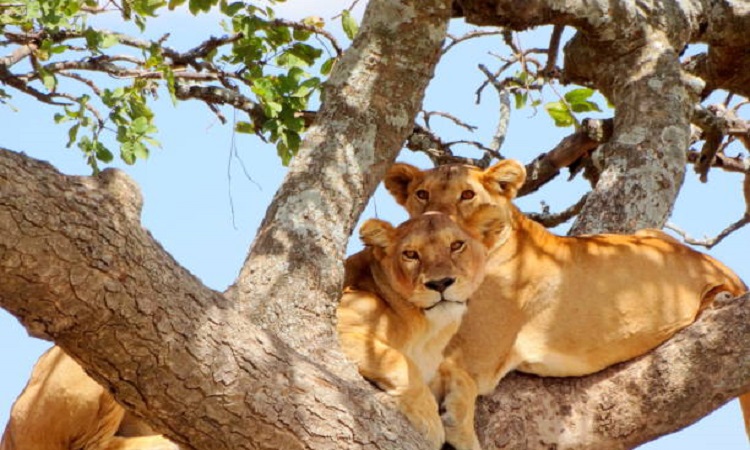 Detailed 5 Days Tanzania Private Safari Tour Package 2024