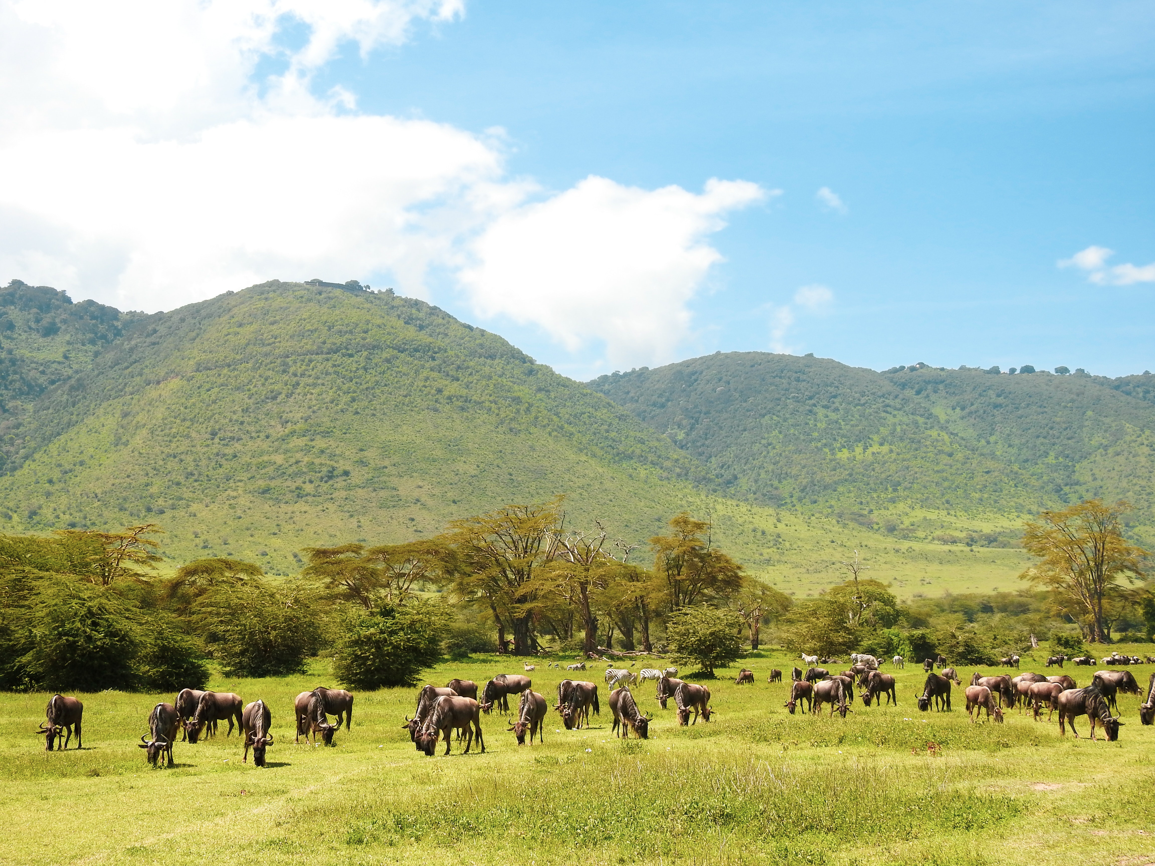 Top 5 Days Tanzania Serengeti Migration Safari