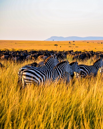 Top 5 days Tanzania Serengeti migration safari