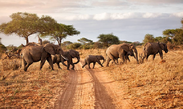 Tanzania Majestic Wildlife Safari Tour to Tarangire & Ngorongoro crater