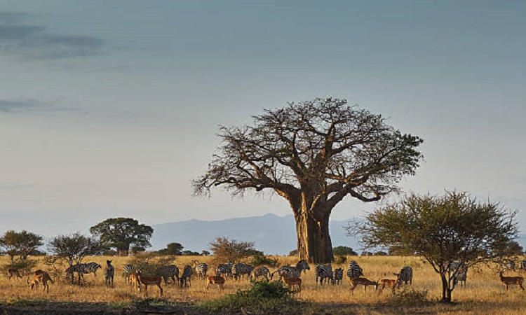 4 days affordable safari tours to Tarangire, Manyara & Ngorongoro crater