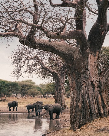4 days Tanzania Safari