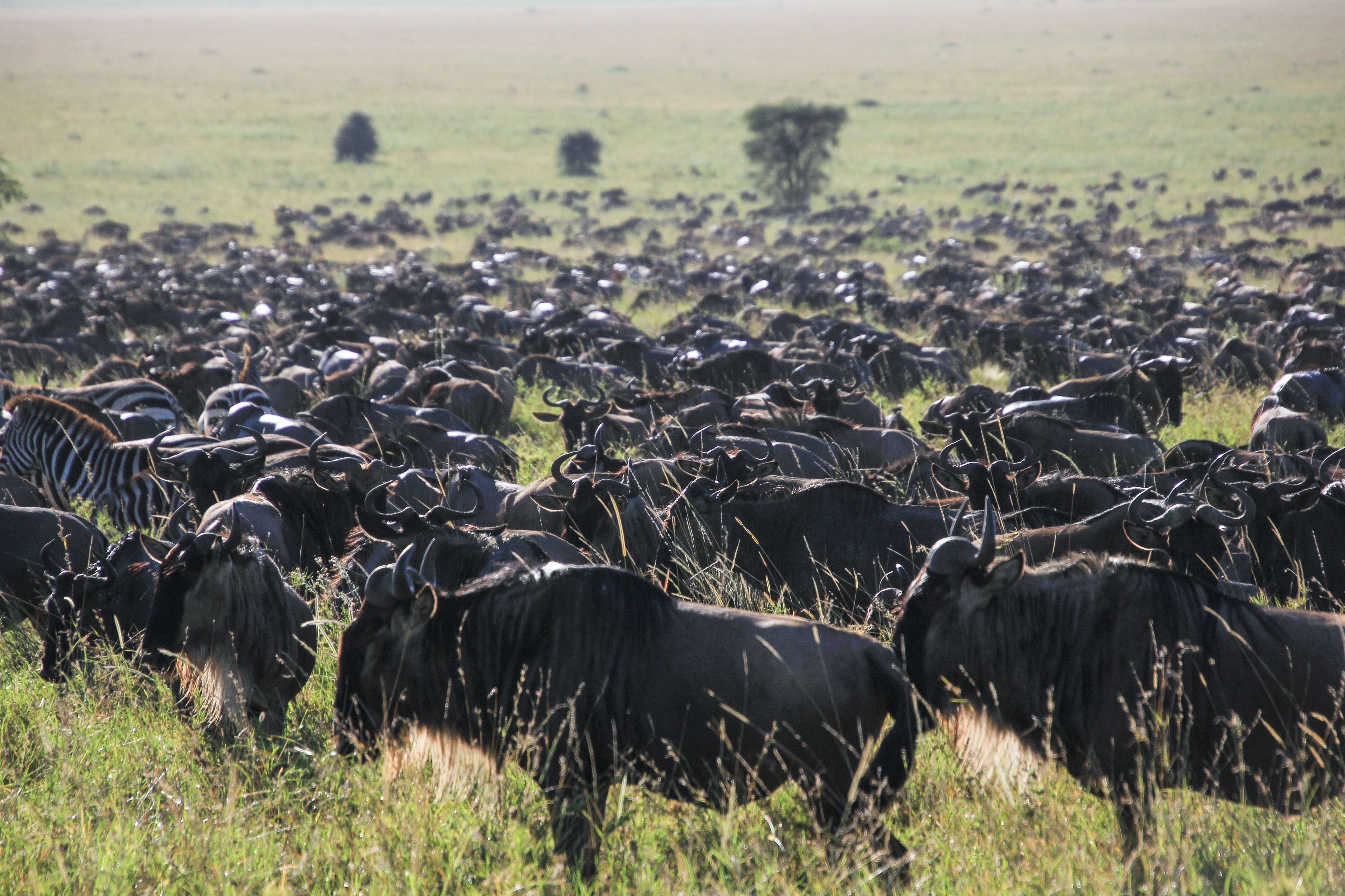 6 Days Calving Season Serengeti migration Safari private Safari