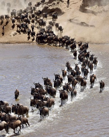 5 Days Tanzania Serengeti Migration (Mara Crossing River)