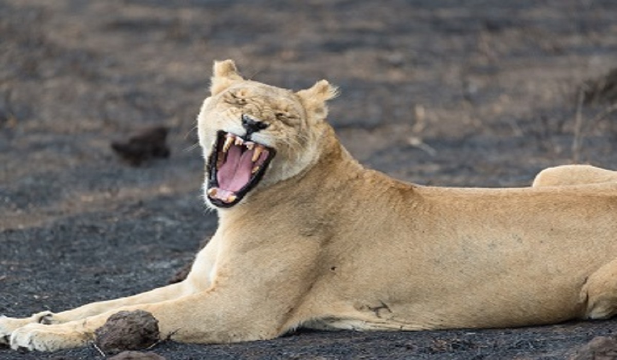  4 Days Tanzania Serengeti Migration Safaris