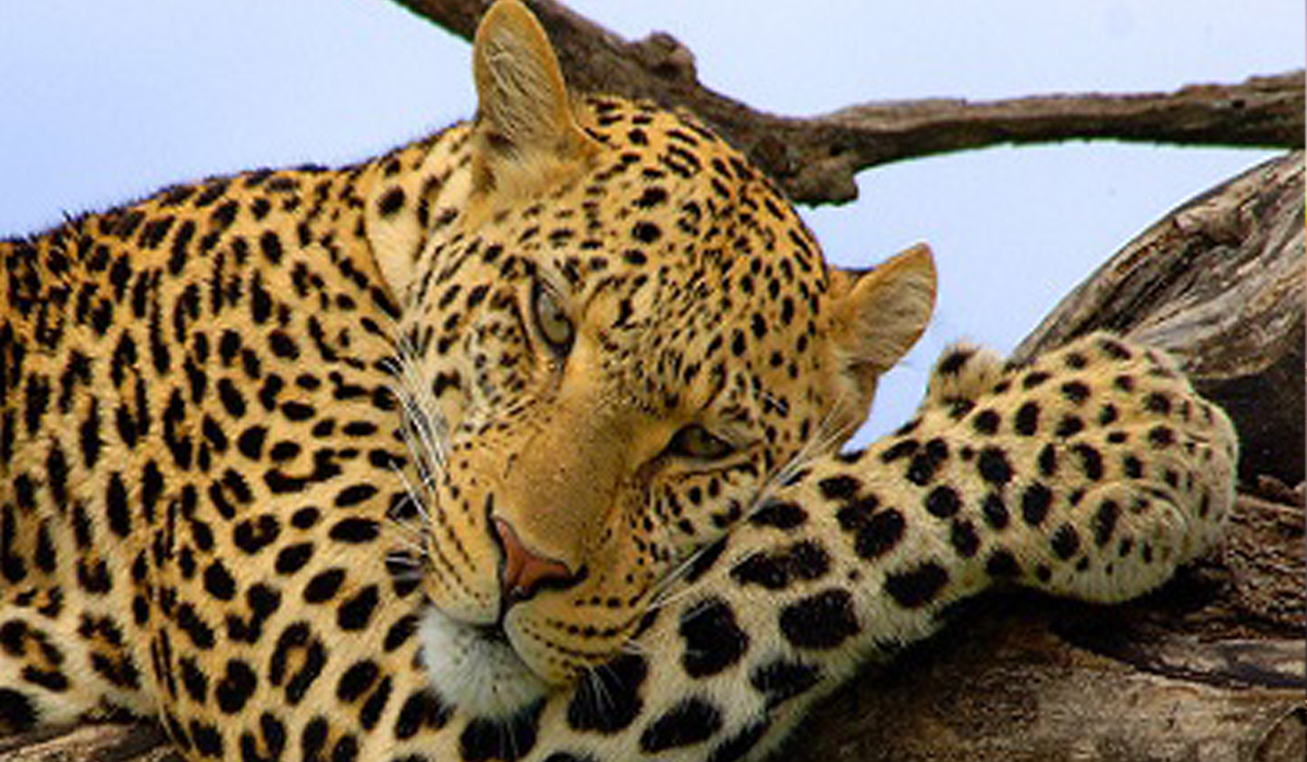 3 Days Tanzania safari tour Tarangire,Lake Manyara national and Ngorongoro Crator