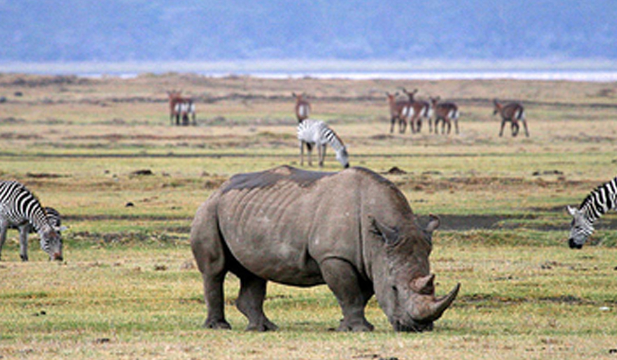 4 days Tanzania safari to Serengeti, Lake Manyara & Ngorongoro crater
