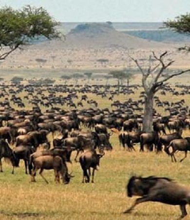 7 Days Tanzania mid-range Lodge Safari to Serengeti Migration