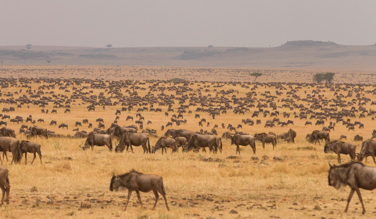 4 days Tanzania safari to Serengeti, Lake Manyara & Ngorongoro crater