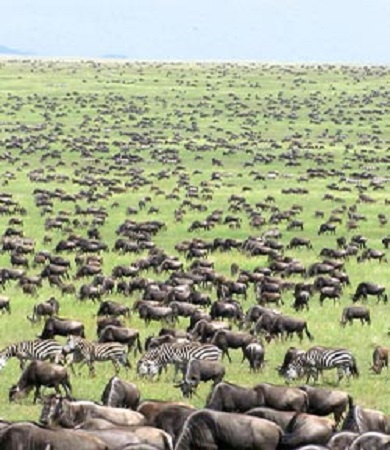 7 days Tanzania Serengeti Migration