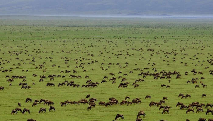 2 days Tanzania safari | Lake Manyara & Ngorongoro crater