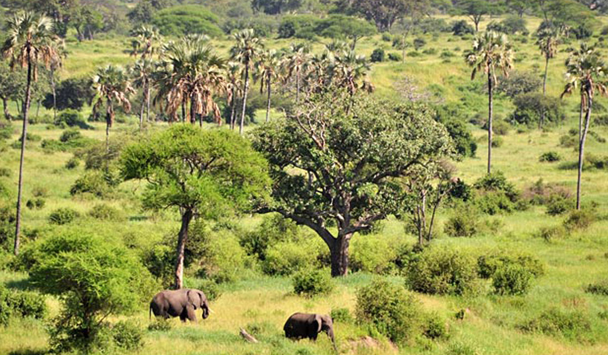 2 days Tanzania safari | Lake Manyara & Ngorongoro crater