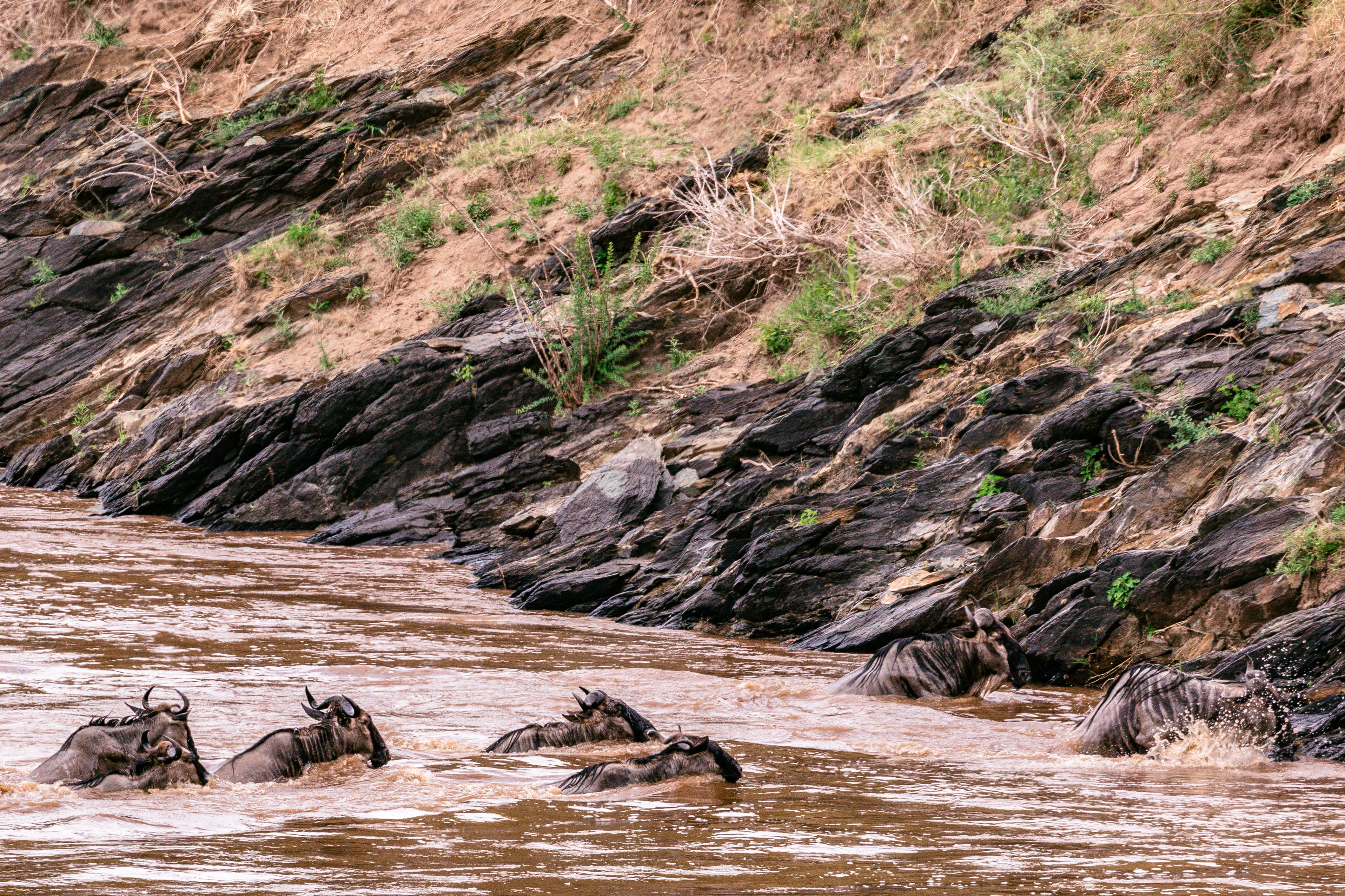 Detailed Calving Season 6 days Serengeti Migration Safari in Tanzania 2024