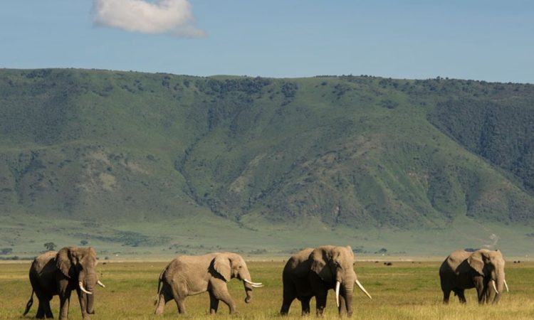 Detailed 3 days Tanzania Private Safari 2024
